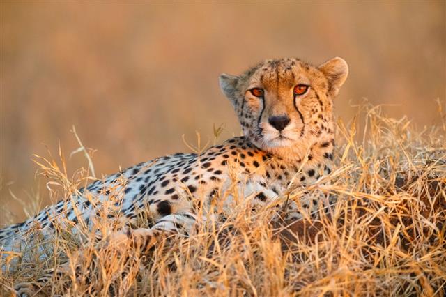 Cheetah In Serengeti National Park