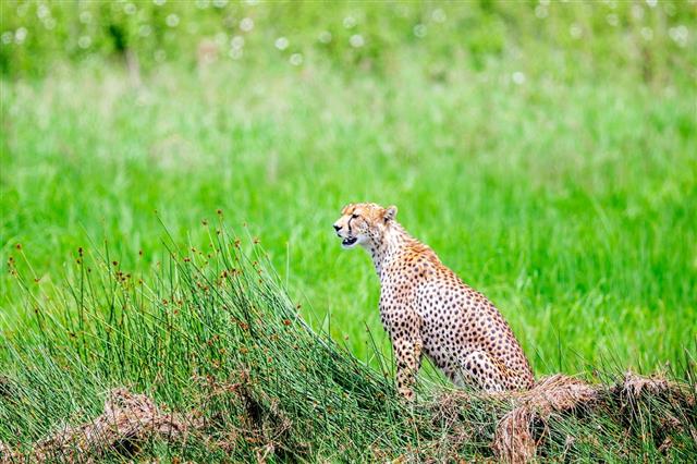 Cheetah Watching At Wild
