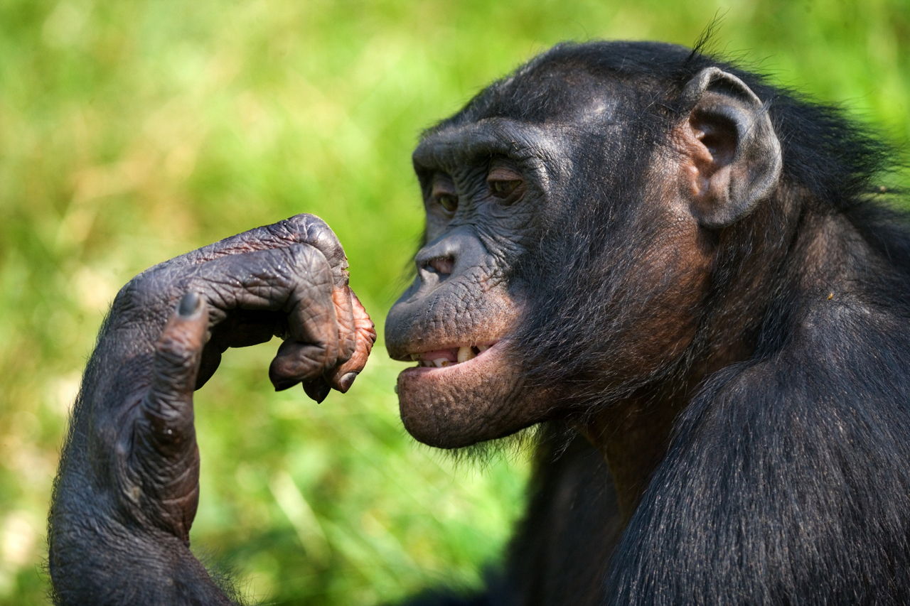 Chimpanzee Adaptations