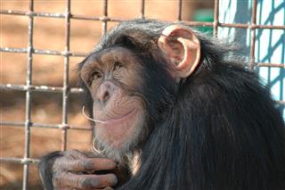Chimp In Thought