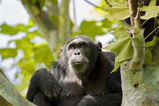 Chimpanzee Sitting In A Tree Wildlife