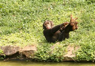 Chimp Playing
