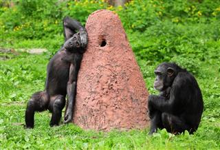 Two Worried Chimpanzees