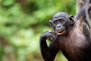 Cub Of A Chimpanzee Bonobo