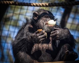 Chimp With Onion