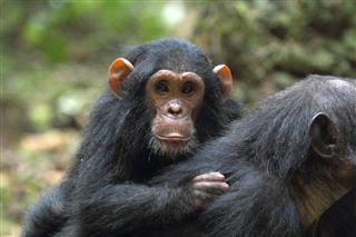 Young Chimpanzee On The Mother