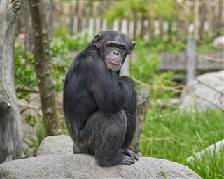 Chimpanzee Sitting On A Stone