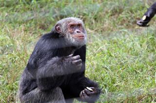 Chimpanzee On Ngamba Island