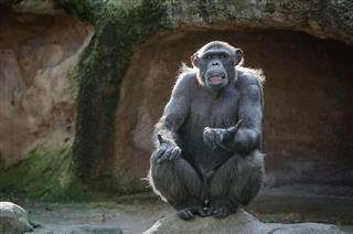 Chimpanzee Asking Something