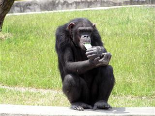 Chimpanzee Eating An Ice Cream