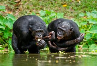 The Chimpanzee Bonobo In The Water