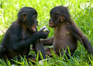 Two Baby Bonobo Playing With Each Other