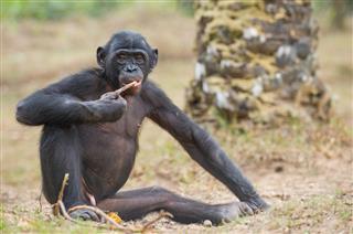 Juvenile Bonobo Is Sitting