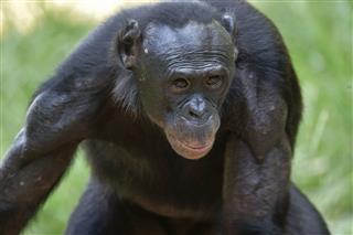 Male Bonobo