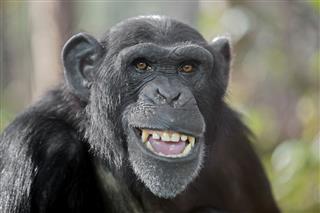 Male Chimpanzee
