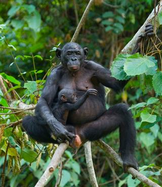 Female Bonobo With A Baby