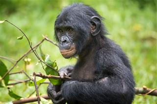 Portrait Of A Juvenile Bonobo