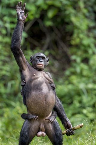 Chimpanzee Bonobo Mother With Child
