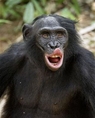 Male Bonobo In Natural Habitat