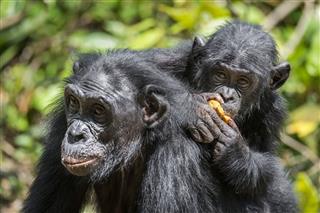 Cub Of Bonobo On Back Of Mother