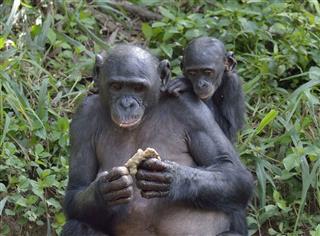 The Eating Female Bonobo With A Cub