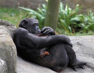Mother Chimp Breast Feeds Baby
