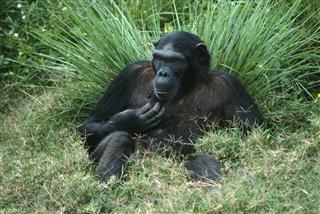 Female Adult Chimp