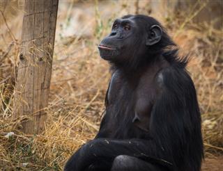 Big Black Chimpanzee Sitting On A Meadow