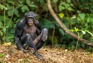 The Bonobo In Rain Forest