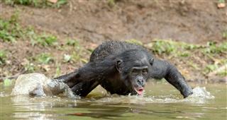 The Adult Bonobo Drinks Water