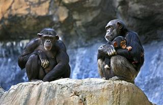 Family Of Chimpanzee