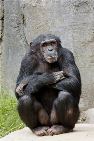 Chimp Pose