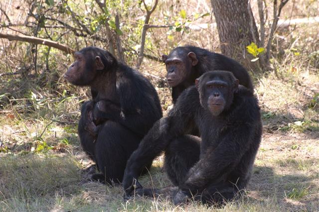 Three Adult Chimpanzees