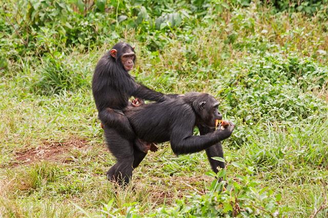 Young Chimpanzee Straddles On Mother Back