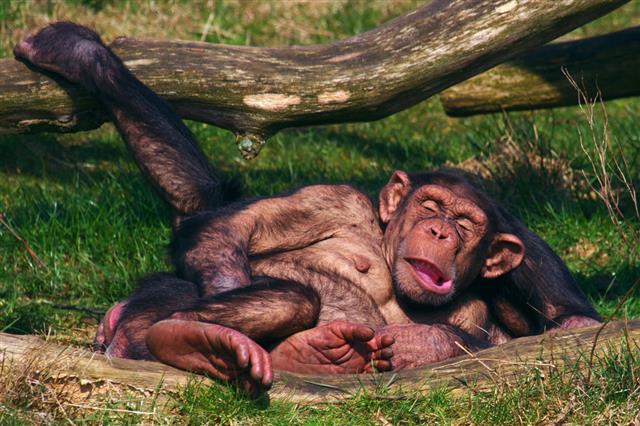 Chimpanzees Taking A Nap