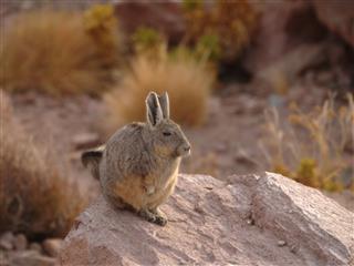 Vizcacha Chilean Desert Rabbit