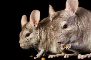Two Biege Brown Chinchillas With Pasta