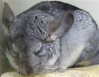 Cuddly Grey Chinchilla Pet Sleeping During The Day Nocturnal Rodent