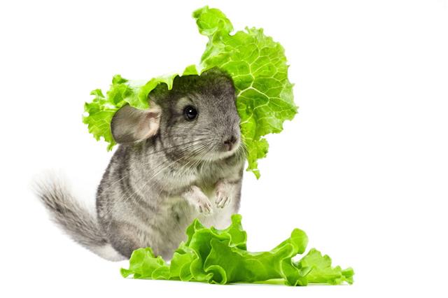 Rabbit And Green Salad Isolated
