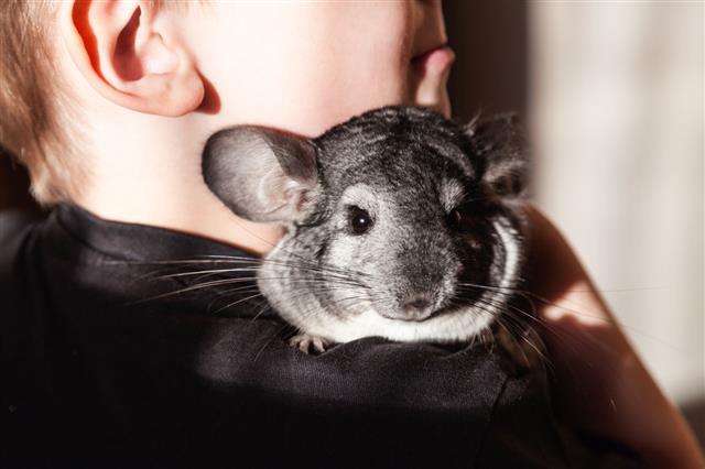 Chinchilla In The Hands Of A Child