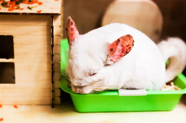 Chinchilla White With Pink Spotted Ears