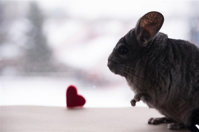 Chinchilla And Felted Heart