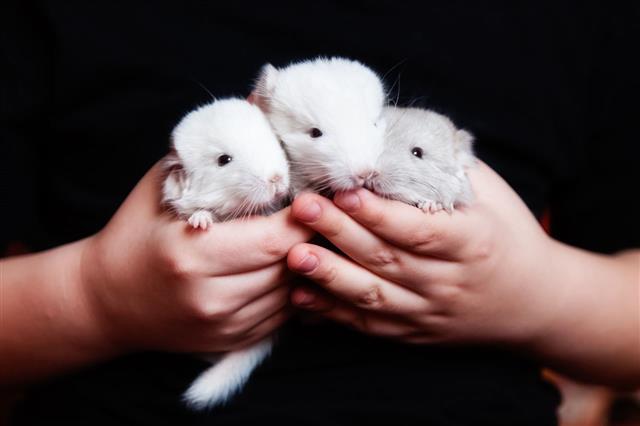 Three Little Chinchillas Sit In The Hands Of A Child