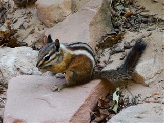 Chipmunk Eating And Sitting On Stone
