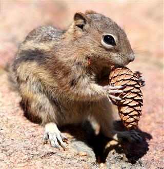 Chipmunk Eating A Pine Cone