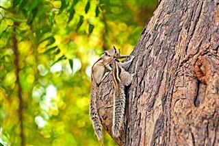 Indian Palm Squirrels On Tree India