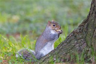 Squirrel Eating Peanuts
