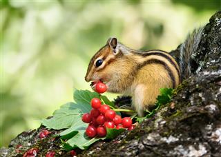 Chipmunk Eating Berries Viburnum