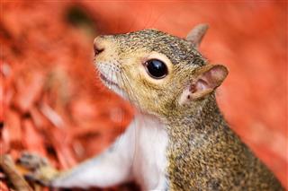 Squirrel Headshot