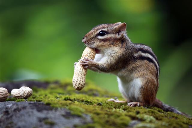 Chipmunk Eating Peanuts In Forest